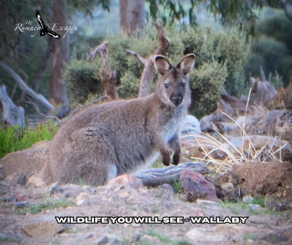 Mount Rumney Escapes - 3 Seaview Wombat House Exterior foto
